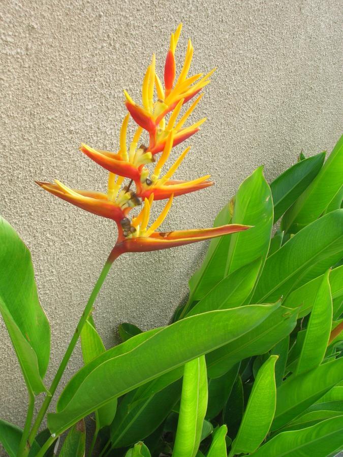 Fruits Villa Sanur  Ngoại thất bức ảnh